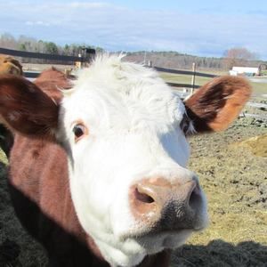 Meet your Posher, Ingrid